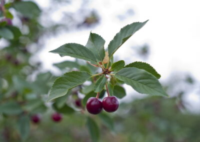 Registracija geografskog porekla Oblačinske višnje