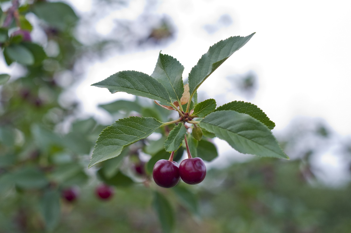 Registracija geografskog porekla Oblačinske višnje