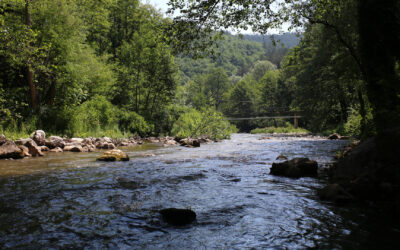 Zelena Jerma – hiljadugodišnja lepotica lepe budućnosti